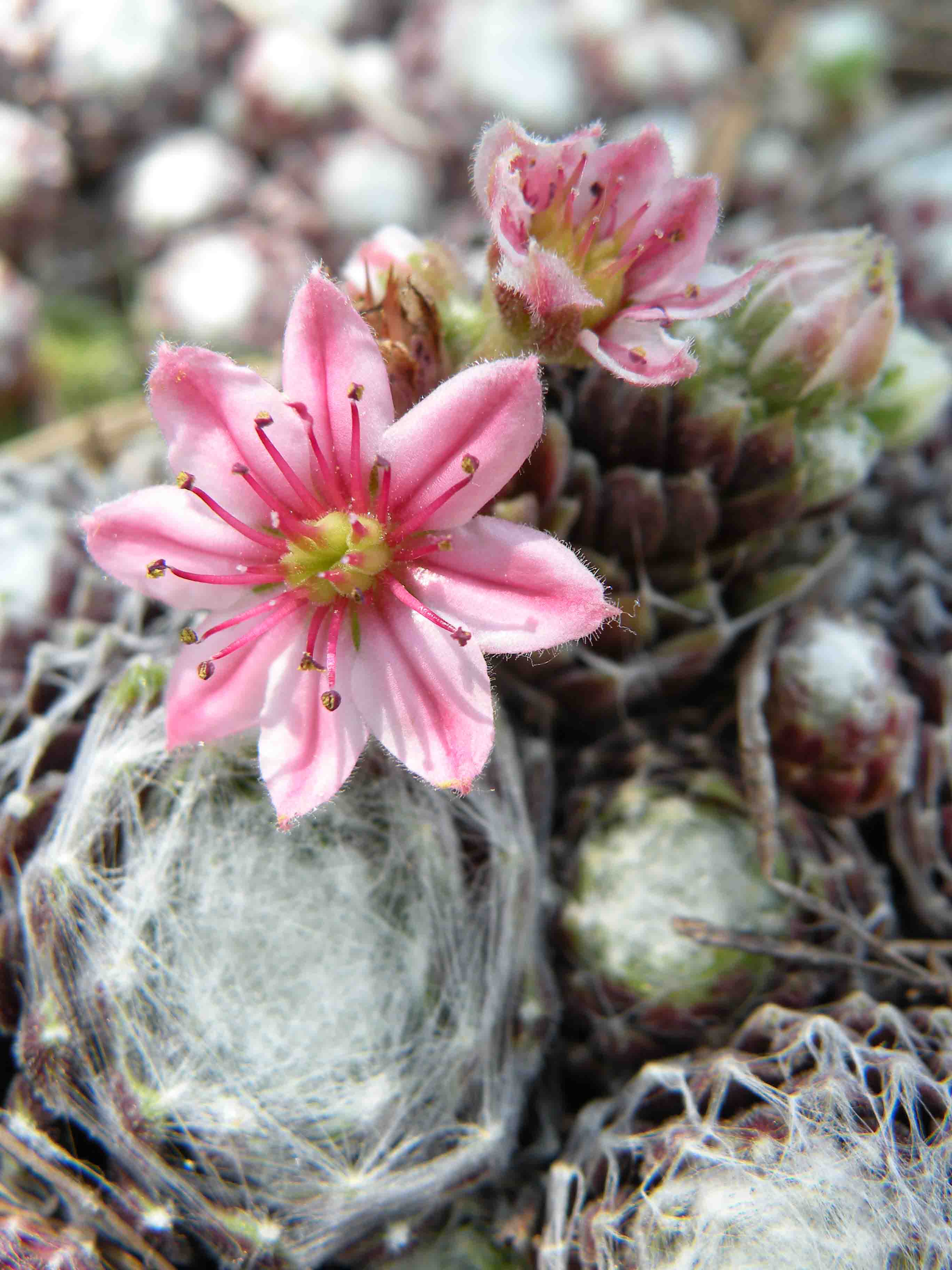 Sempervivum arachnoideum / Semprevivo ragnateloso